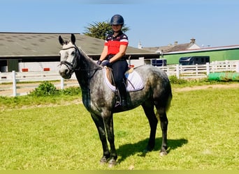 Connemara, Gelding, 4 years, 15,1 hh, Gray