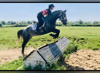 Connemara, Gelding, 4 years, 15,1 hh, Gray