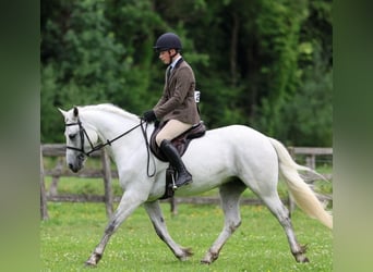 Connemara, Gelding, 4 years, 15,1 hh, Grey