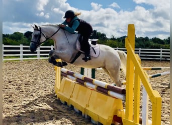 Connemara, Gelding, 4 years, 15,1 hh, Grey