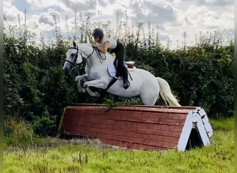 Connemara, Gelding, 4 years, 15,1 hh, Grey