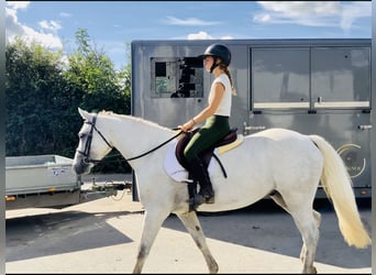 Connemara, Gelding, 4 years, 15,1 hh, Grey