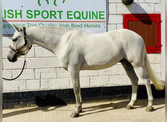 Connemara, Gelding, 4 years, 15,1 hh, Grey