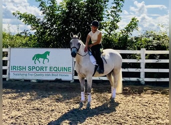 Connemara, Gelding, 4 years, 15,1 hh, Grey