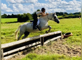 Connemara, Gelding, 4 years, 15,1 hh, Grey