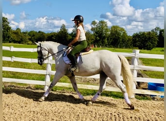 Connemara, Gelding, 4 years, 15,1 hh, Grey