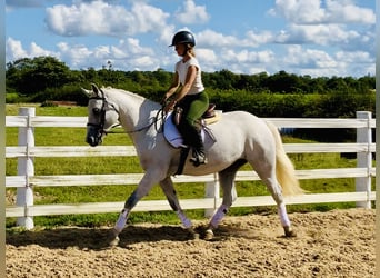 Connemara, Gelding, 4 years, 15,1 hh, Grey
