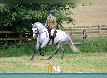 Connemara, Gelding, 4 years, 15,1 hh, Grey