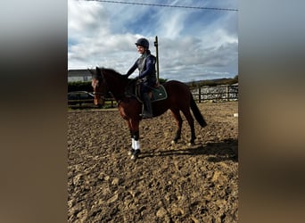 Connemara, Gelding, 4 years, 15,1 hh, Grey