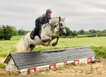 Connemara, Gelding, 4 years, 15,2 hh, Grey