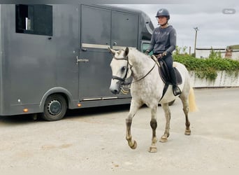 Connemara, Gelding, 4 years, 15,2 hh, Grey