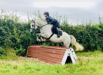 Connemara, Gelding, 4 years, 15,2 hh, Grey