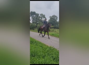 Connemara, Gelding, 4 years, 16 hh, Bay
