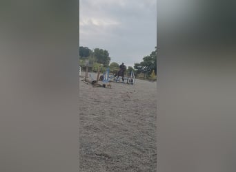 Connemara, Gelding, 4 years, 16 hh, Bay