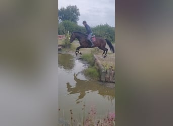Connemara, Gelding, 4 years, 16 hh, Bay