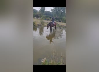 Connemara, Gelding, 4 years, 16 hh, Bay