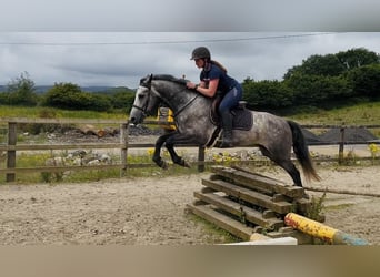 Connemara, Gelding, 4 years, Grey
