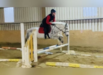 Connemara, Gelding, 5 years, 13,2 hh, Gray-Dark-Tan