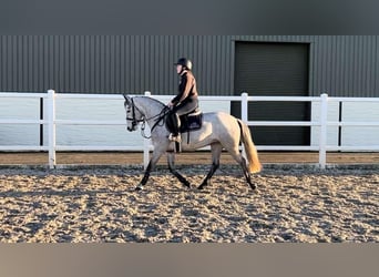 Connemara, Gelding, 5 years, 13.2 hh, Gray