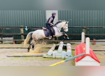 Connemara, Gelding, 5 years, 13,2 hh