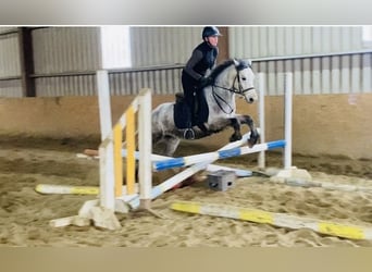 Connemara, Gelding, 5 years, 13,2 hh