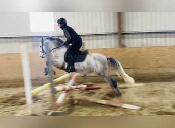 Connemara, Gelding, 5 years, 13,2 hh