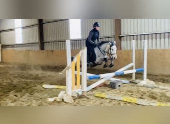 Connemara, Gelding, 5 years, 13,2 hh