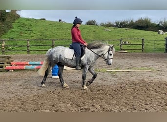 Connemara, Gelding, 5 years, 13,2 hh, Grey-Dapple