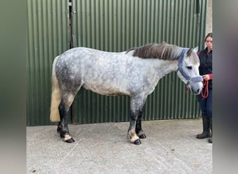 Connemara, Gelding, 5 years, 13,2 hh, Grey-Dapple