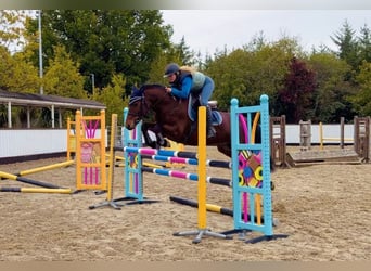Connemara, Gelding, 5 years, 14.1 hh, Bay