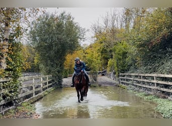 Connemara, Gelding, 5 years, 14.1 hh, Bay
