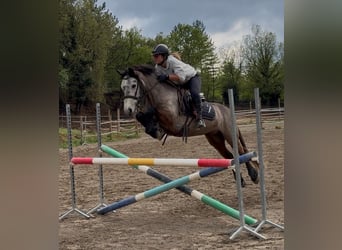 Connemara, Gelding, 5 years, 14.1 hh, Grey