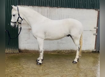 Connemara, Gelding, 5 years, 14.1 hh, Grey