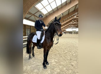 Connemara, Gelding, 5 years, 14.2 hh, Bay-Dark