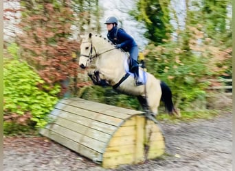 Connemara, Gelding, 5 years, 14,2 hh, Dun