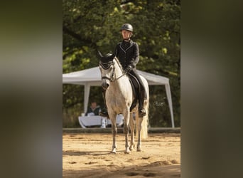 Connemara, Gelding, 5 years, 14,2 hh, Gray-Dapple