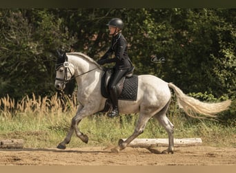 Connemara, Gelding, 5 years, 14,2 hh, Gray-Dapple