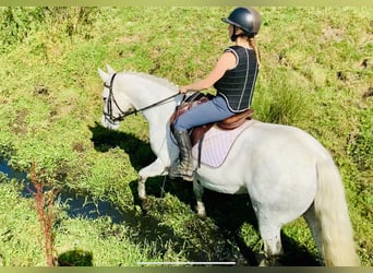 Connemara, Gelding, 5 years, 14,2 hh, Gray