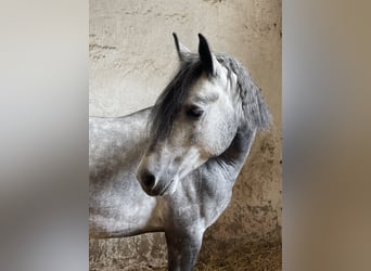 Connemara, Gelding, 5 years, 14,2 hh, Gray