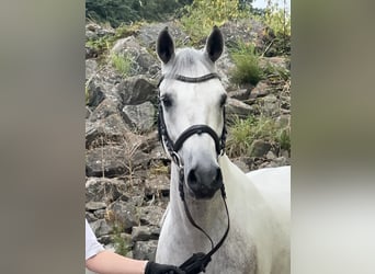 Connemara, Gelding, 5 years, 14.2 hh, Grey-Dapple Connemara, Gelding, 5 years, 14.2 hh, Grey-Dapple