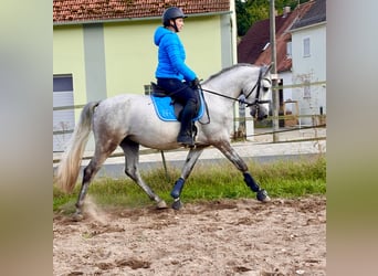 Connemara, Gelding, 5 years, 14.2 hh, Grey-Dapple Connemara, Gelding, 5 years, 14.2 hh, Grey-Dapple