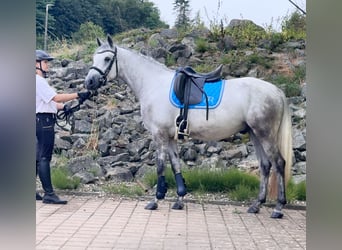 Connemara, Gelding, 5 years, 14.2 hh, Grey-Dapple Connemara, Gelding, 5 years, 14.2 hh, Grey-Dapple