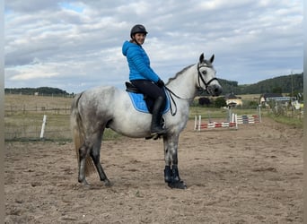 Connemara, Gelding, 5 years, 14.2 hh, Grey-Dapple Connemara, Gelding, 5 years, 14.2 hh, Grey-Dapple
