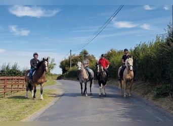 Connemara, Gelding, 5 years, 14.2 hh, Grey-Dapple