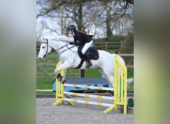 Connemara, Gelding, 5 years, 14.2 hh, Grey