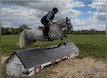 Connemara, Gelding, 5 years, 14.2 hh, Grey
