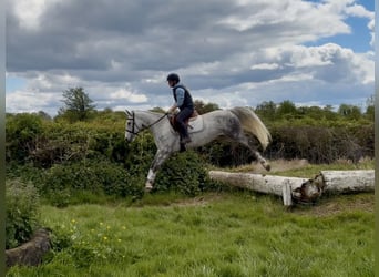 Connemara, Gelding, 5 years, 14.2 hh, Grey