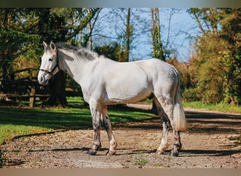 Connemara, Gelding, 5 years, 14.2 hh, Grey