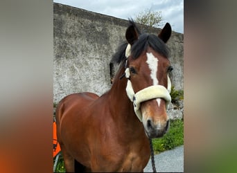Connemara, Gelding, 5 years, 14.2 hh, Grey