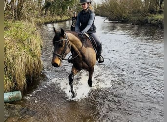 Connemara, Gelding, 5 years, 14.2 hh, Grey